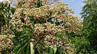 Evodia tree  Bee tree Tetradium daniellii [upl. by Fransisco]