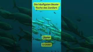 Zander und seine Beutefische Die Top 5 für den perfekten Fang erfolgreich Fische angeln [upl. by Brose]