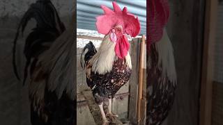 Adorable Rooster Crowing Sounds  Amazing Rooster Crowing Loudly  shorts🐓💕 [upl. by Malynda]