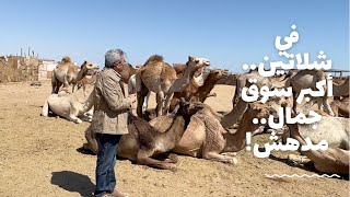 حلايب وشلاتين٣ في شلاتين أكبر سوق للجمال في مصر هناخدكم في رحلة مدهشة [upl. by Earley545]