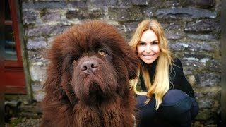 THE NEWFOUNDLAND DOG  WORLDS MOST POWERFUL WATER DOG [upl. by Koa156]