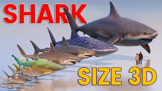 3D Living and Extinct Sharks Size Comparison  Megalodon Vs Great White Shark [upl. by Art]