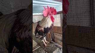 Adorable Rooster Crowing Sounds  Amazing Rooster Crowing Loudly  shorts🐓 [upl. by Abert989]