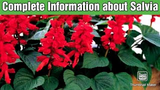 Salvia Plant Care Tips  How to Grow and Care Salvia Plant  How to Get more Flowers on Salvia Plant [upl. by Warenne593]