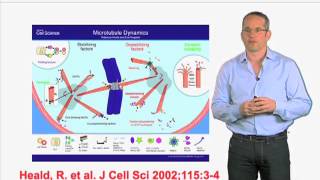 In vitro microtubule growth  Anthony Hyman MPI  CBG [upl. by Anin161]