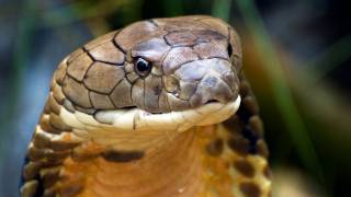 Snake Beauty 12  Malaysian King Cobra [upl. by Tansey960]