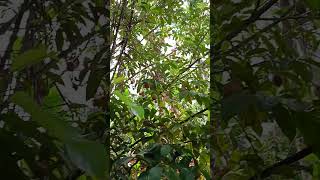 Nutmeg 🌳🍑🌿🍎nutmeg trees plants shorts shortsfeed shortvideo viralvideo trending fyp [upl. by Nagn789]