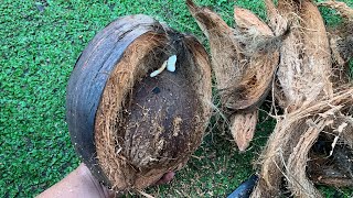 ASMR Peeling a Coconut with Bare Hands and Simple Tools – So Satisfying [upl. by Kendyl486]