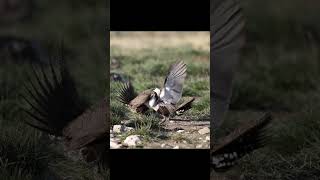 Sage Grouse fight on the lek sagegrouse birdphotography birds wildlife nature [upl. by Sherye]