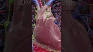 The pericardium heart 3D animation healthcare anatomy3danimation meded 3dmodel dmlt lab3d [upl. by Troyes]