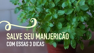 Como cultivar MANJERICÃO em VASO e como PODAR [upl. by Dlanod784]