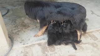 tibetan mastiff in punjab india 9592361465 [upl. by Cy]