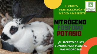 FERTILIZANTE ORGÁNICO CON ESTIÉRCOL Y ORINA DE CONEJO NITRÓGENO FÓSFORO Y POTASIO EN CANTIDAD [upl. by Dukey]