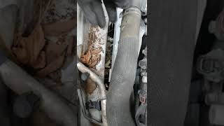 2013 Cadillac SRX serpentine belt DIY 3 of 4 [upl. by Jesus176]