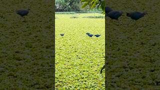 WESTERN SWAMPHEN BIRDS  KNOWN AS PURPLE SWAMPHEN bird purple nature naturelovers wildlife 😍❤️ [upl. by Ezequiel]