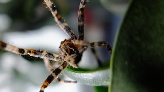 Araneus diadematus  Gartenkreuzspinne  European Garden Spider [upl. by Ramburt]