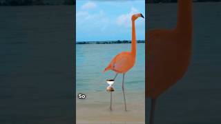 The Surprising Reason Flamingos Stand on One Leg [upl. by Bunnie]