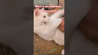 Apparently I got the most dangerous kitten cat catvideos catlover funny cute [upl. by Aneehsram]