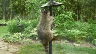 Raccoon on the bird feeder [upl. by Analak]