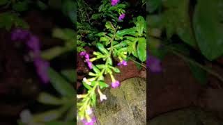 Cuphea hyssopifolia ಕ್ಯುಫಿಯಾ ಹೈಸೋಪಿಫೋಲಿಯಾ flowers nature kannada india [upl. by Sheridan490]