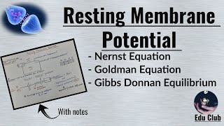 Resting Membrane Potential  Nernst potential  Equilibrium potential   Nerve Muscle Physiology [upl. by Eiramave]