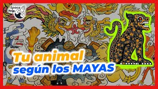 TU ANIMAL SEGÚN EL CALENDARIO MAYA [upl. by Annirak95]