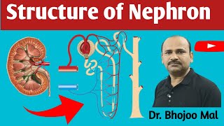 Structure of Nephron  Nephron  Biology 12  by Dr Bhojoo Mal [upl. by Analra]