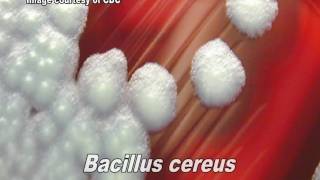 Bacillus cereus [upl. by Amihc]