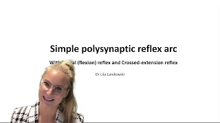 Simple polysynaptic spinal reflex arc  the 5 components [upl. by Ikciv215]