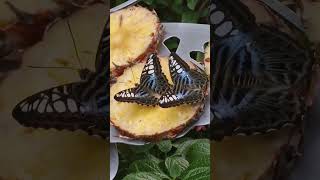 Parthenos sylvia the blue clippers beautiful butterflies [upl. by Faden]