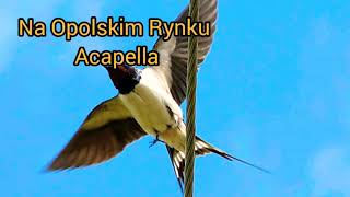 Na Opolskim Rynku Acapella Karaoke [upl. by Nyrad]