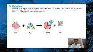 Chapter 2  First year Biology  Enzymes  Part 13  Classification of enzymes  Sindh Text Board [upl. by Nerahs]