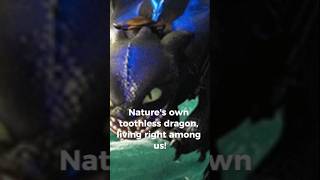 I finally found Toothless the dragonTheGreatnightjarshorts [upl. by Nahsin39]