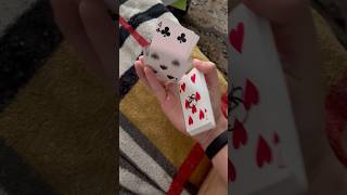 Cardistry  awesome card tricks ✨ [upl. by Luapsemaj]