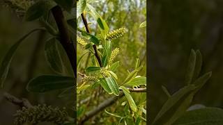 ¿Sabíais que la aspirina se creó a partir del sauce 🌿💊 Medicina natural [upl. by Neeroc618]