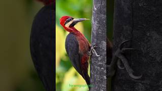 ferarrigophoto The Redbreasted Woodpecker 👀☺️☺️☺️shorts birds [upl. by Enirod127]