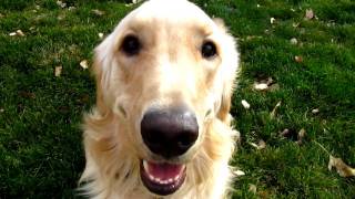 LOVEABLE Golden Retriever playing barking and having fun [upl. by Desirae]