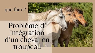 Problème d intégration d un cheval en troupeau [upl. by Wolfie]