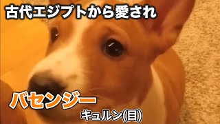 【バセンジー】人類にとって最高の犬、と欧米で呼ばれる、バセンジーかわいい集【犬】 [upl. by Lissie100]