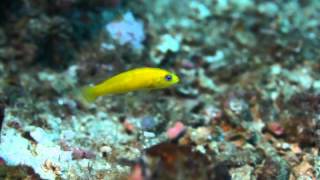 Pictichromis cf diadema yellow dottyback [upl. by Newbold]