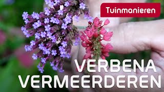 IJzerhard vermeerderen Hoe doe je dat  Tuinieren in de herfst  Tuinmanieren [upl. by Esnahc]