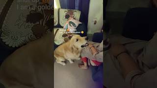 Tuffy got pranked 🤣🐕 full video on channel goldenpaws doglover goldenretriever dogs doglover [upl. by Florance]