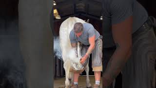 Farrier shoeing a horse farrier asmr equestrian horsecare farrierlife satisfying [upl. by Fong]