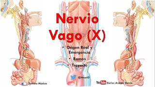 Anatomía  Nervio Vago Origen Real Aparente Trayecto Ramos Colaterales [upl. by Selmore]