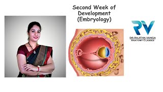 Second Week of Development General Embryology by Dr Rajitha Vanga [upl. by Irwinn]