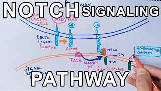 Mechanism of NOTCH SIGNALING PATHWAY [upl. by Anerahs681]