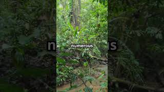 5 facts about darien gap shorts geography top5 [upl. by Anayia432]