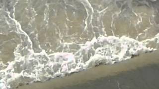 Waves at Dwarka River Tarapith looks like a Sea [upl. by Chem]