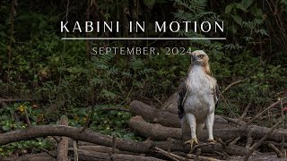 Kabini in Motion  September 2024  Evolve Back Kuruba Safari Lodge [upl. by Cronin747]