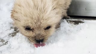 Poor puppy abandoned crying and eating snowflakes shivering from the cold take it home [upl. by Nolham431]